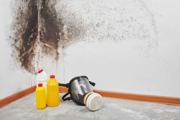 Best Mold Removal Near Me  in Shark River Hills, NJ