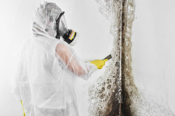 Best Black Mold Removal  in Shark River Hills, NJ