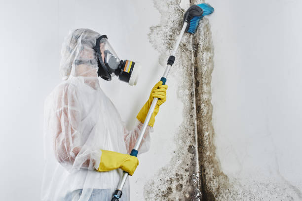 Best Local Mold Removal Service  in Shark River Hills, NJ