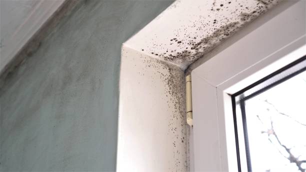 Best Office Mold Removal Services  in Shark River Hills, NJ