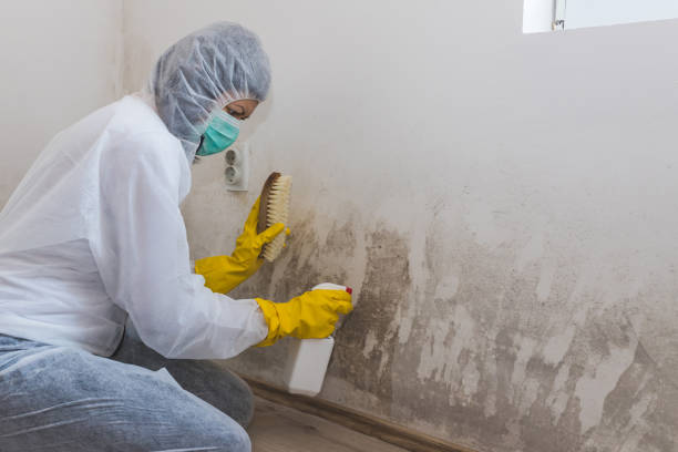 Best Mold Damage Repair  in Shark River Hills, NJ