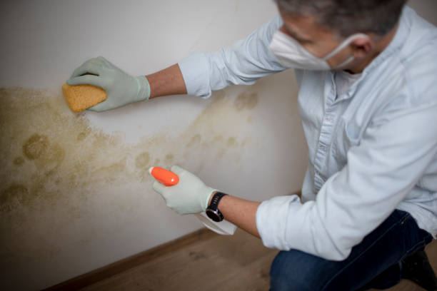 Best Mold Removal Company Near Me  in Shark River Hills, NJ