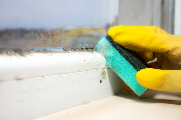 Best Attic Mold Removal  in Shark River Hills, NJ