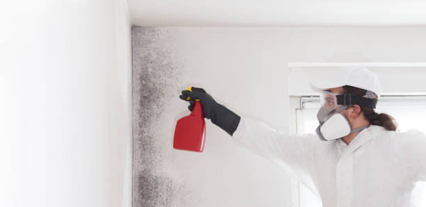 Best Affordable Mold Removal  in Shark River Hills, NJ