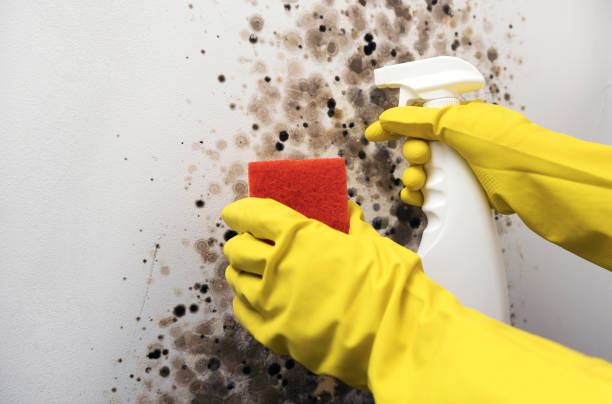 Best Commercial Mold Removal  in Shark River Hills, NJ