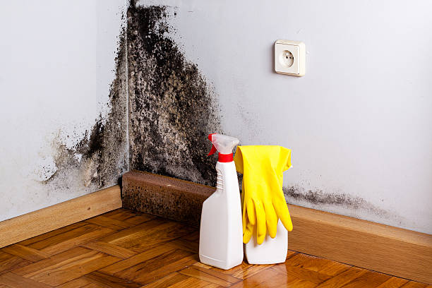 Professional Mold Removal in Shark River Hills, NJ