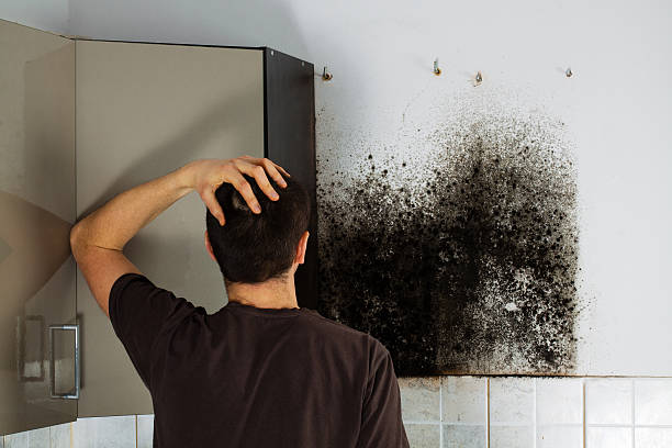 Crawl Space Mold Removal in Shark River Hills, NJ