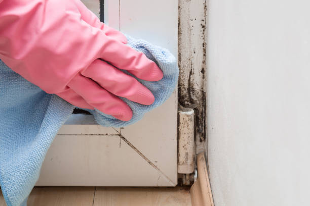 Best Black Mold Removal  in Shark River Hills, NJ