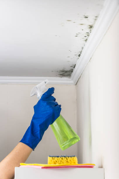 Best Mold Removal Near Me  in Shark River Hills, NJ